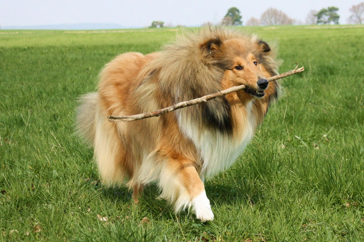 Natürlich kann man ohne Hund leben…. Neue Bilder von Ivy